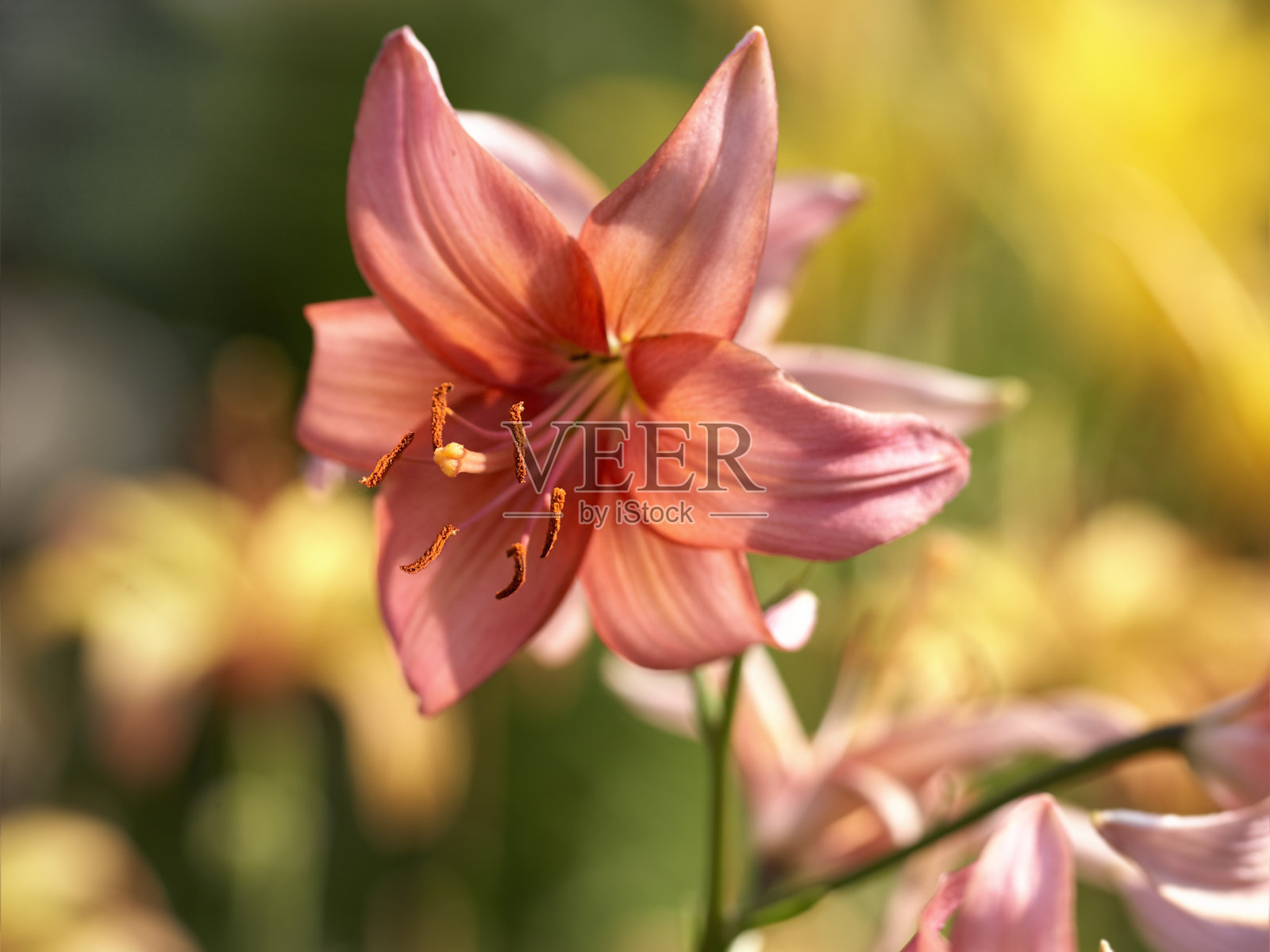 美丽的百合在美丽的花园背景照片摄影图片