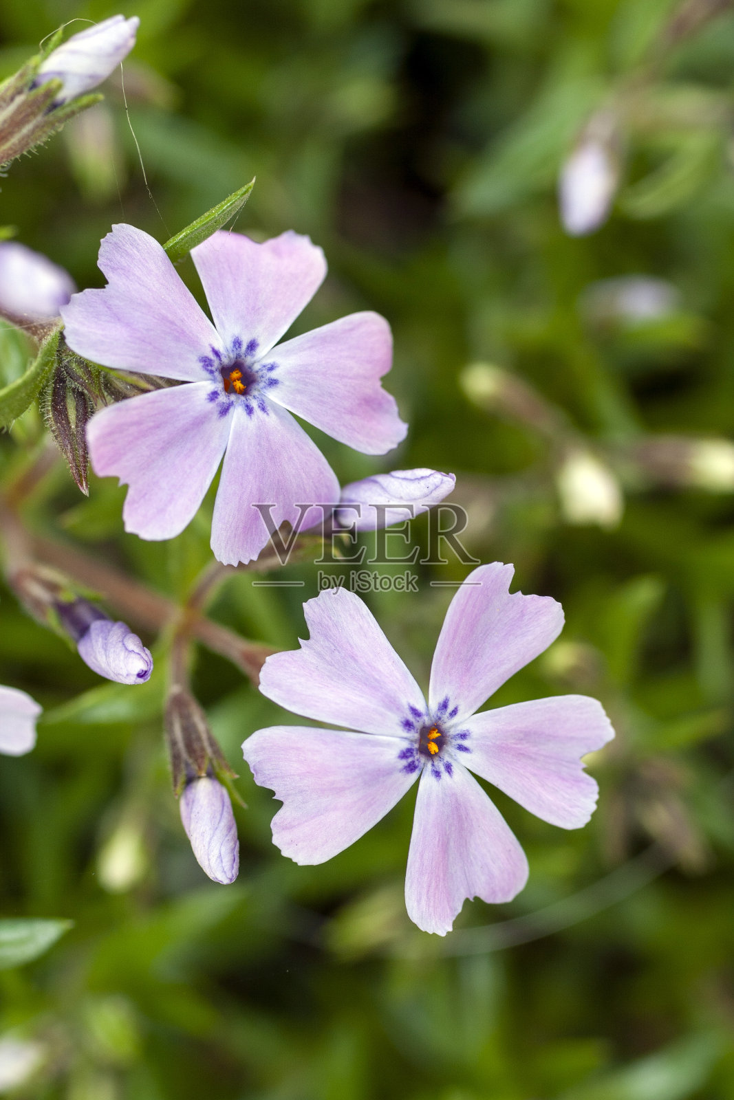 星形花,大针茅。野生植物在春天发芽照片摄影图片