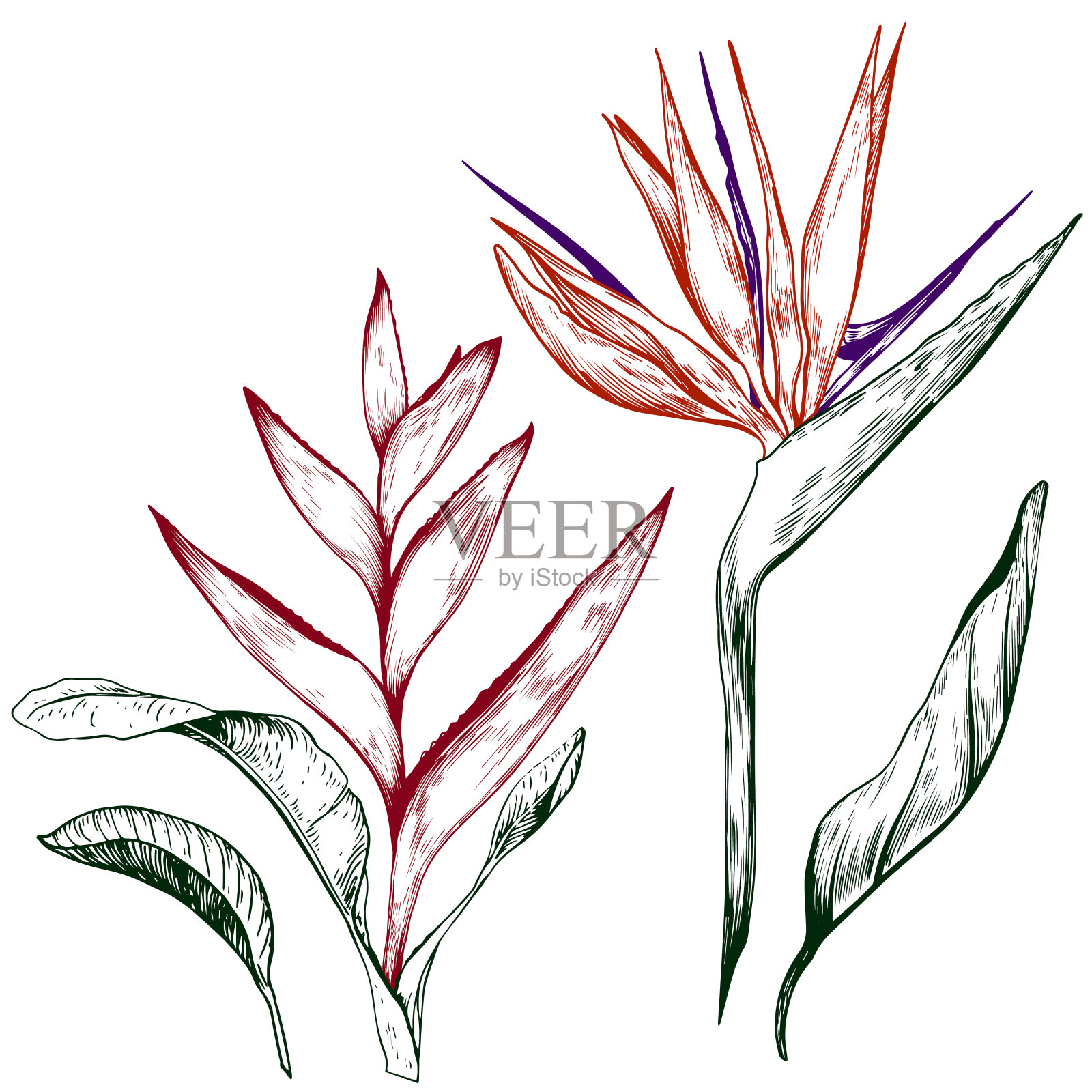 热带海桐和螺旋花。插画图片素材