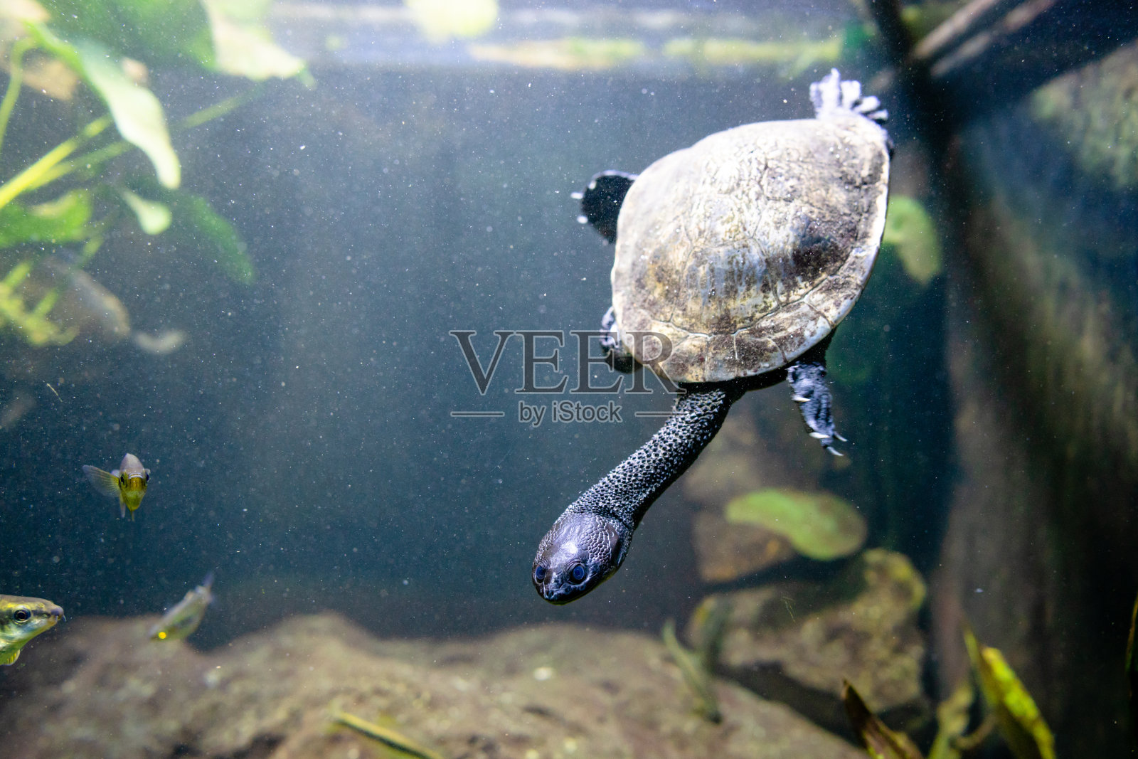 东方长颈龟在水中照片摄影图片