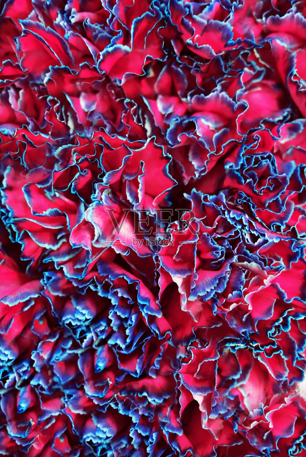 美丽的墙由紫色的花,玫瑰,郁金香做背景。春天的概念照片摄影图片