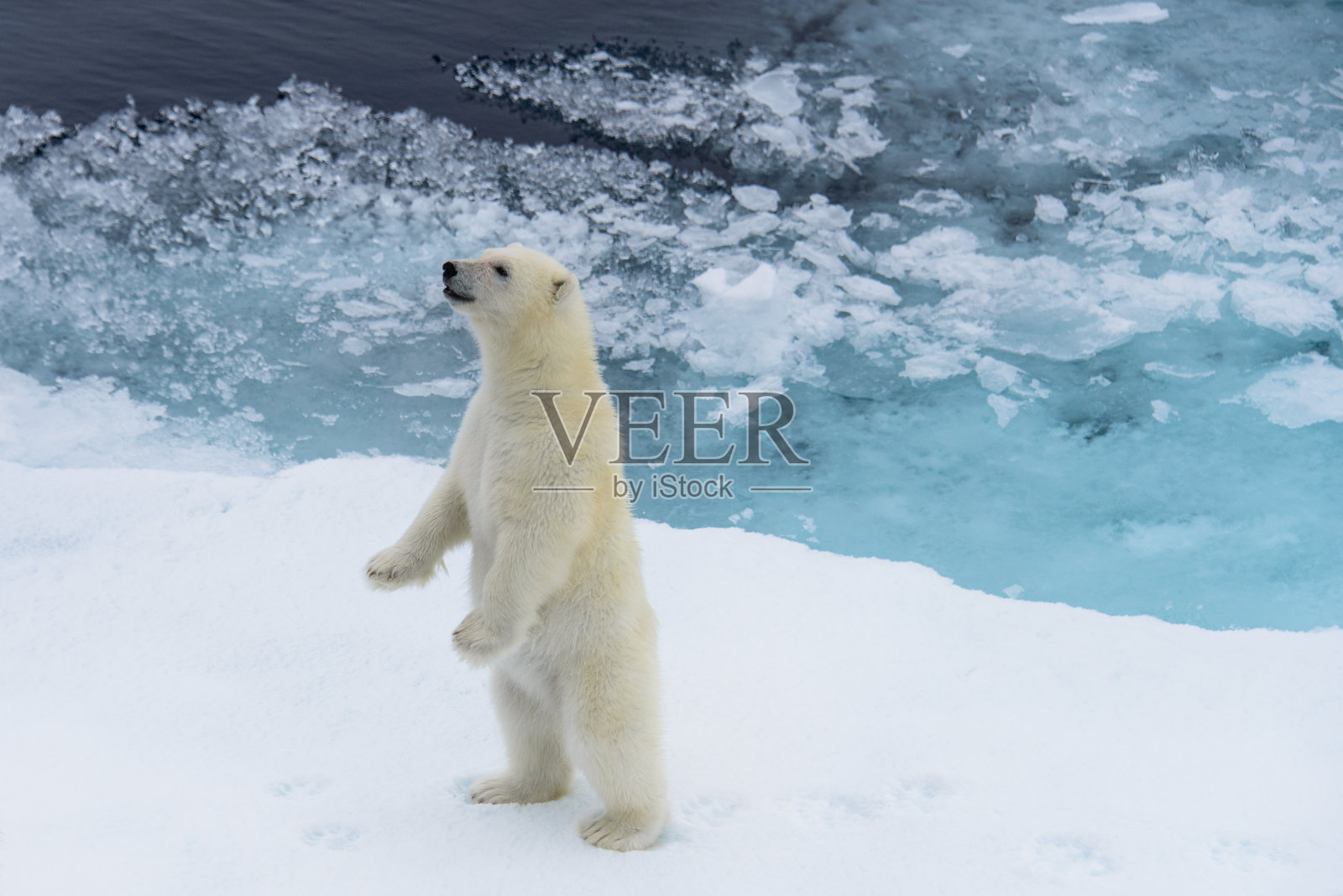北极熊幼崽站在浮冰上,挪威北极斯瓦尔巴特群岛北部照片摄影图片