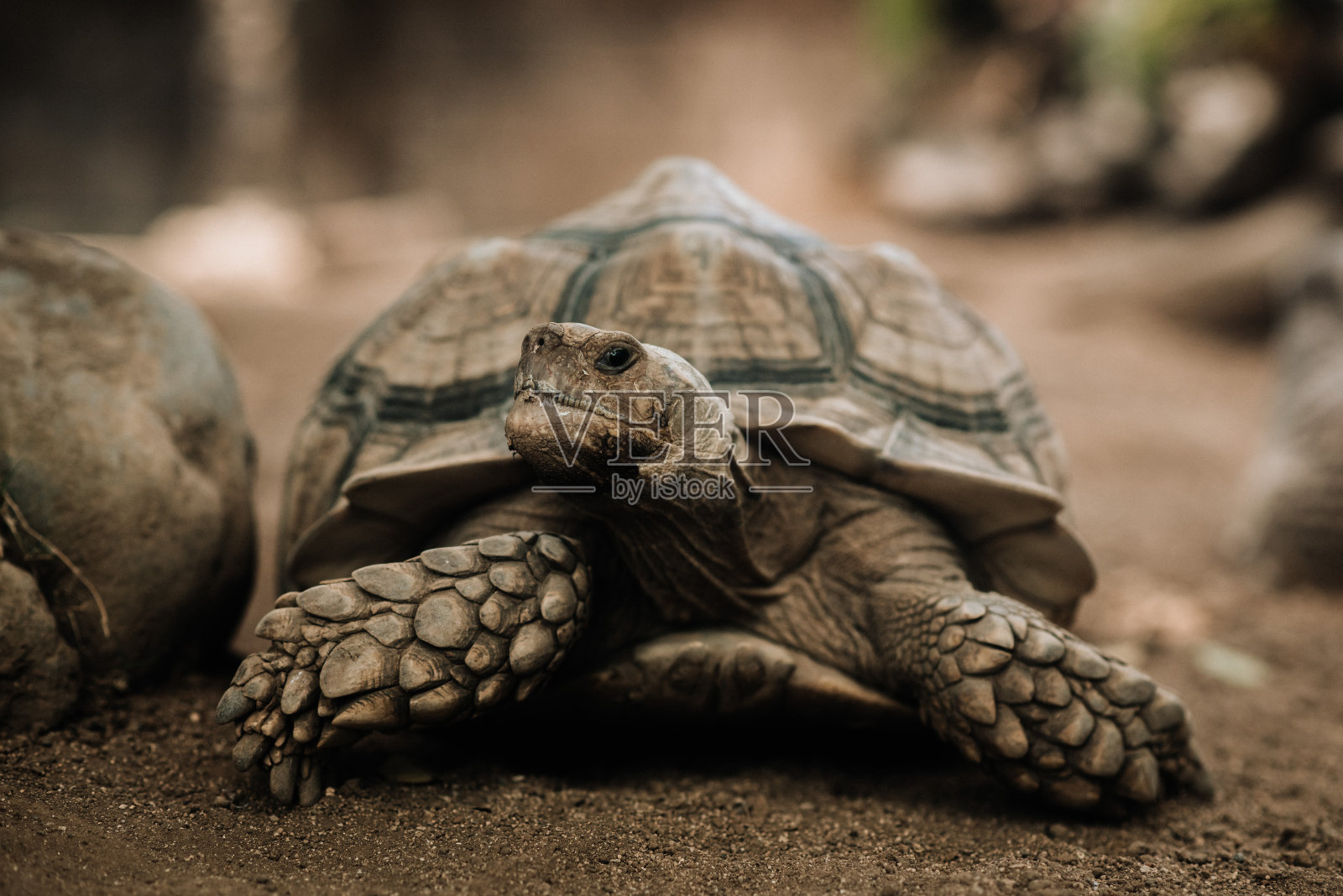 一只乌龟走路照片摄影图片