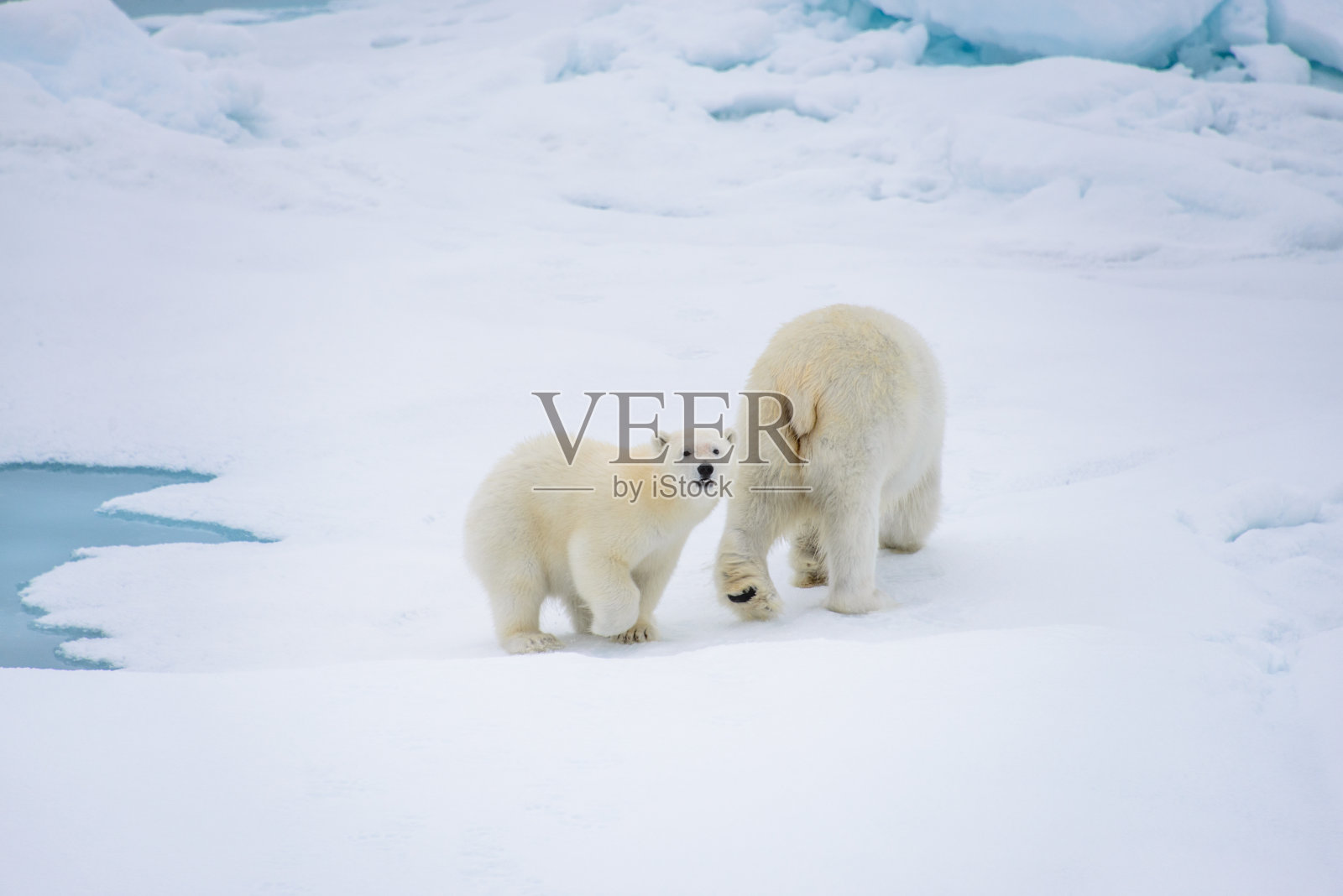 北极熊妈妈和幼崽在浮冰上,北极圈挪威斯瓦尔巴特群岛北部照片摄影图片