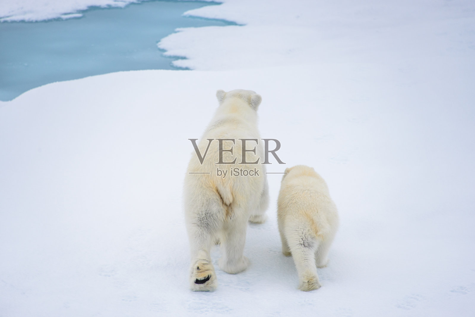 北极熊妈妈和幼崽在浮冰上,北极圈挪威斯瓦尔巴特群岛北部照片摄影图片