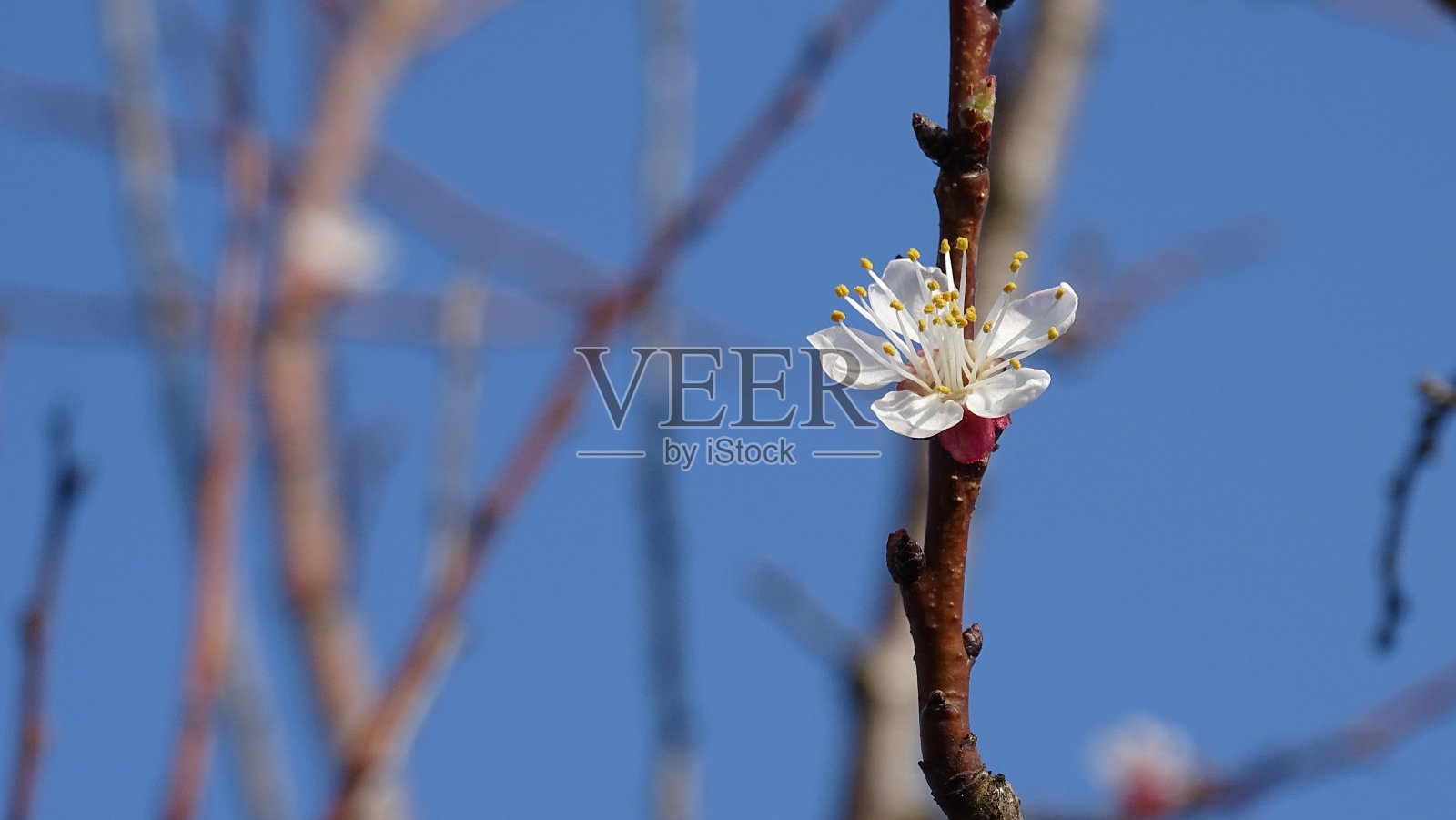 树枝上一朵盛开的杏花。照片摄影图片
