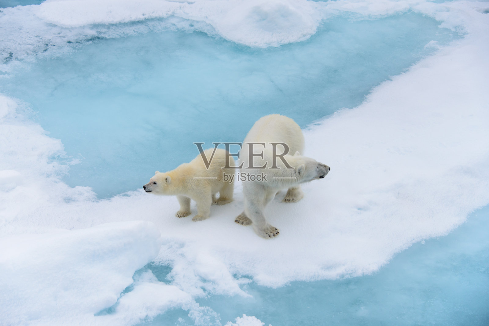 北极熊妈妈和幼崽在浮冰上,北极圈挪威斯瓦尔巴特群岛北部照片摄影图片