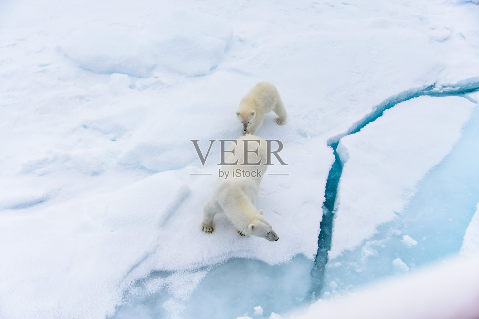 北极熊妈妈和幼崽在浮冰上,北极圈挪威斯瓦尔巴特群岛北部照片摄影图片