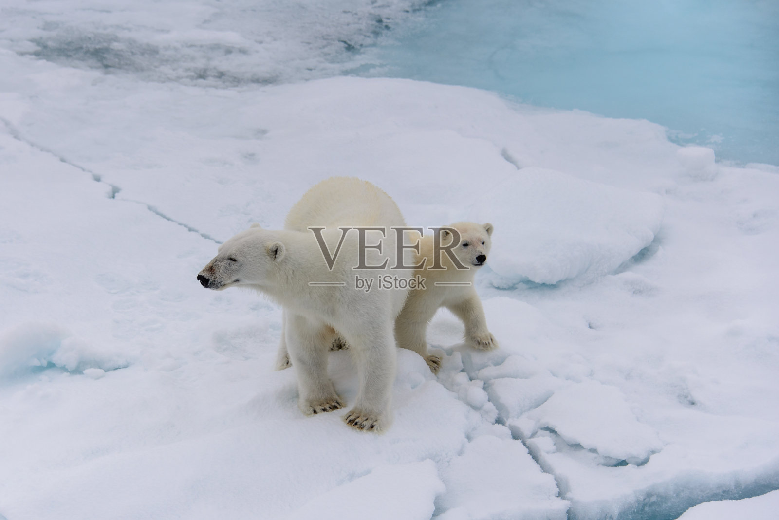 北极熊妈妈和幼崽在浮冰上,北极圈挪威斯瓦尔巴特群岛北部照片摄影图片