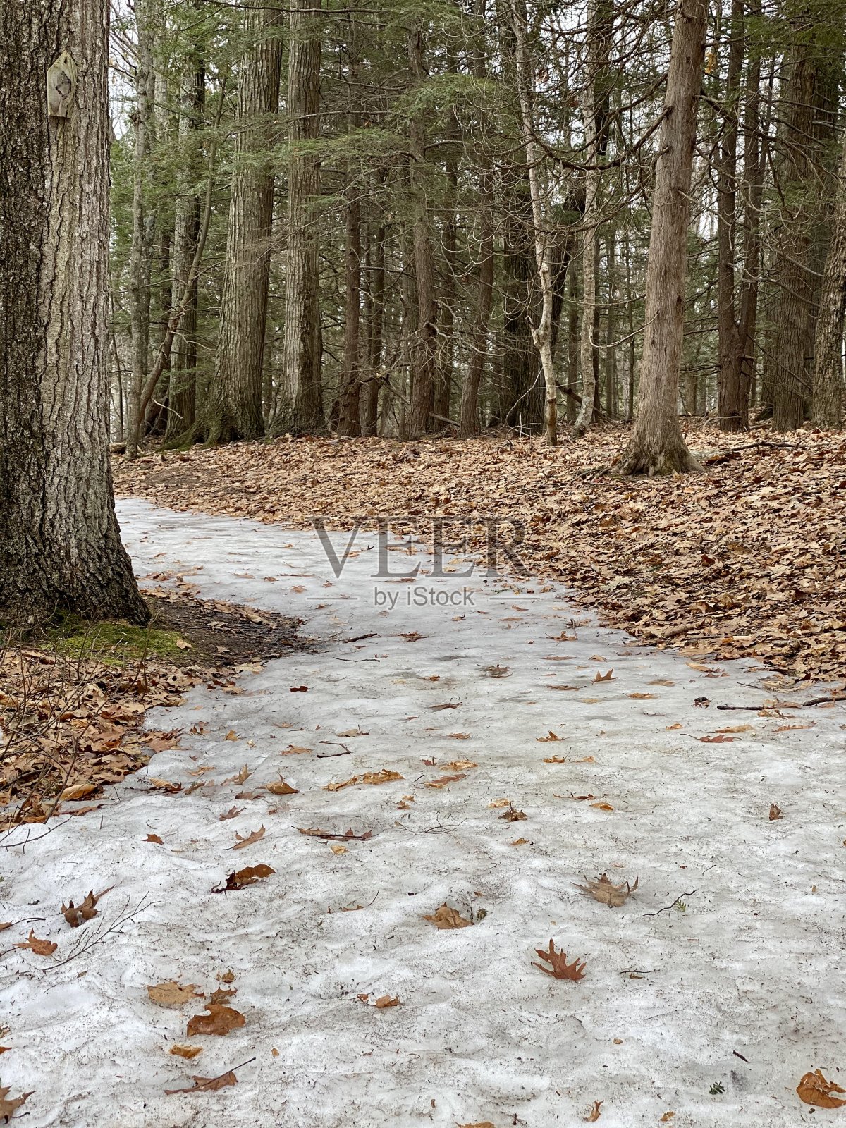 森林小径,融雪照片摄影图片