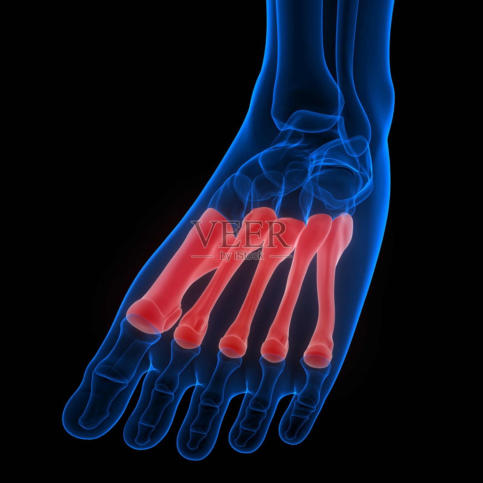 人体骨骼系统跖骨解剖学照片摄影图片