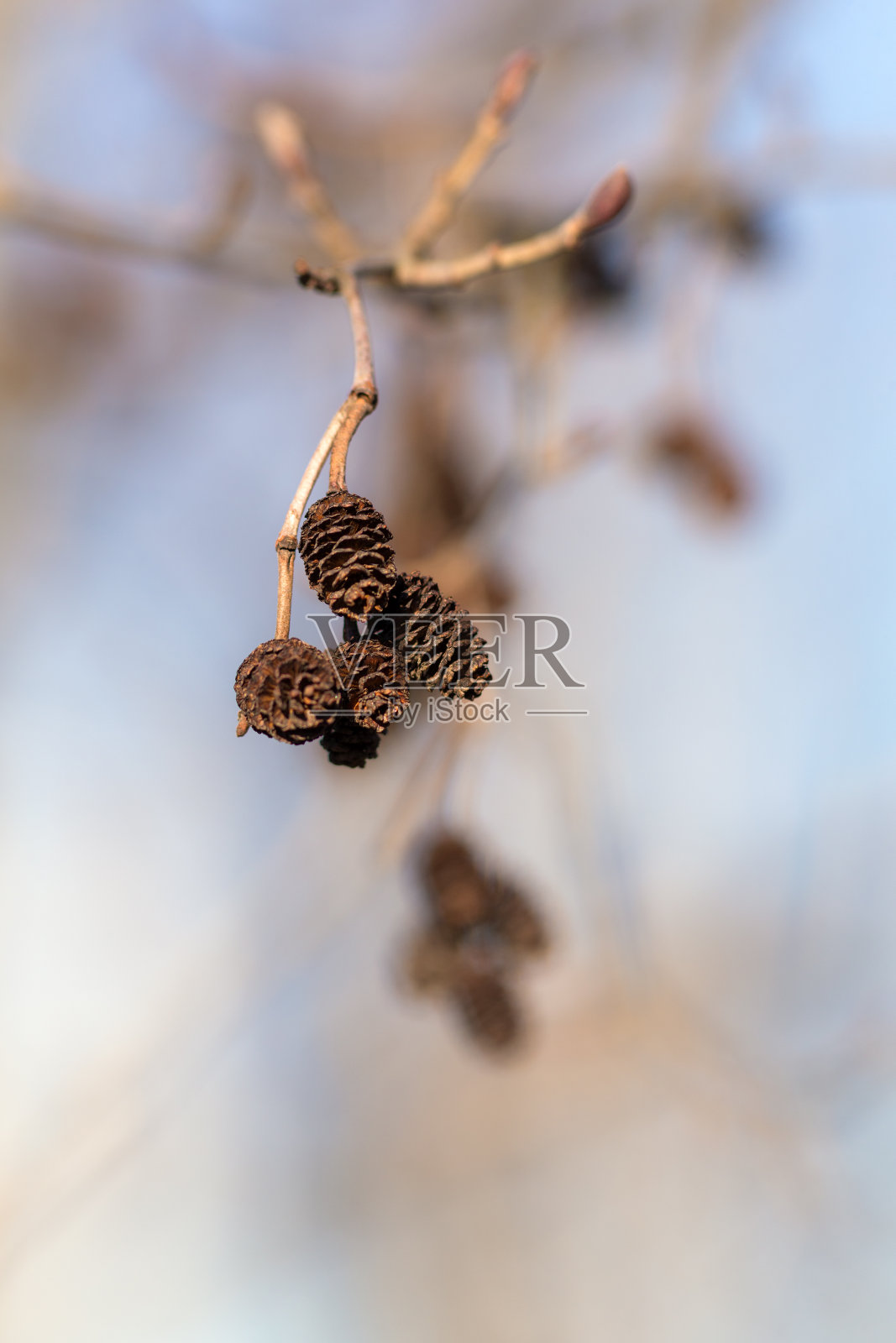 有芽和球果的桤木枝照片摄影图片