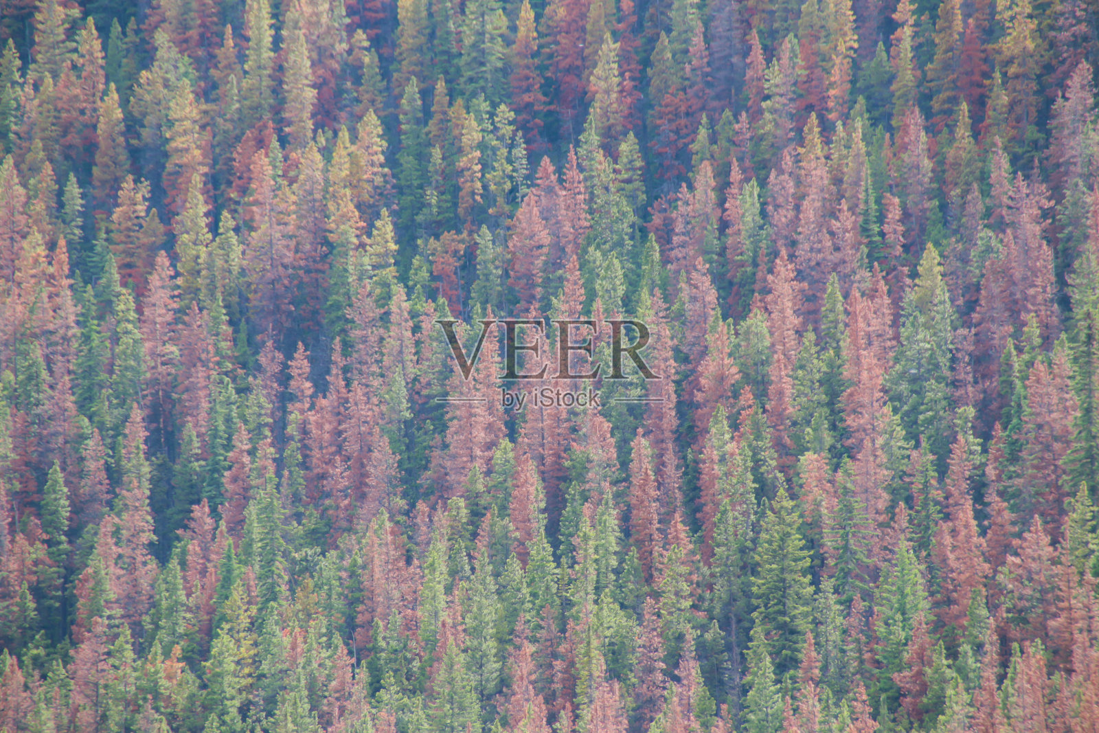 在阿尔伯塔砍伐森林的松甲虫照片摄影图片