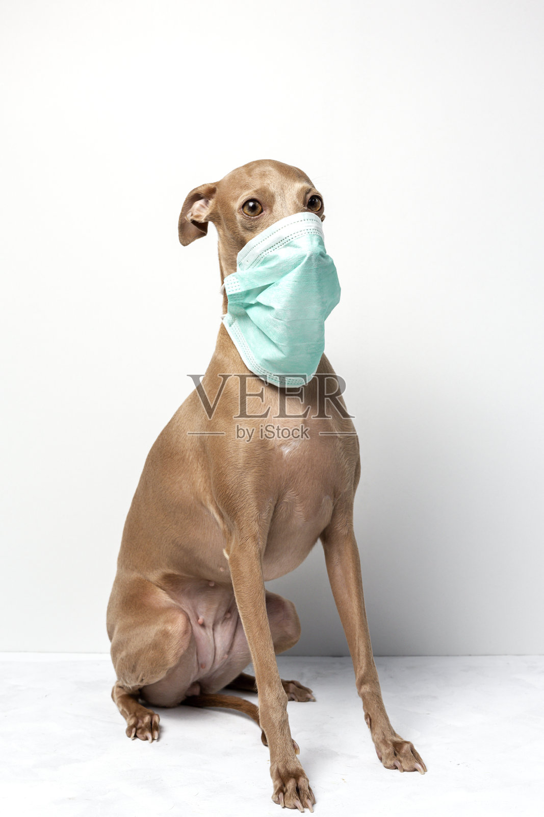 戴口罩的狗照片摄影图片