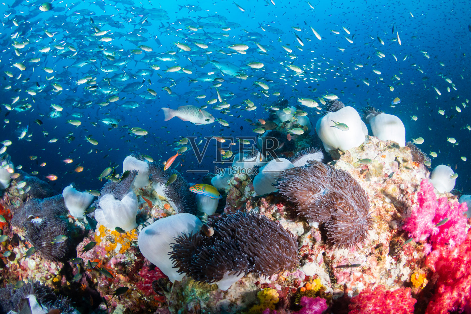 热带珊瑚礁海葵中粉红色臭鼬小丑鱼的家族(黎塞留岩)照片摄影图片