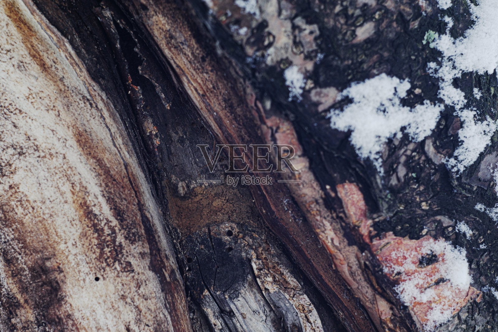 的背景图片。老树皮的纹理。照片摄影图片