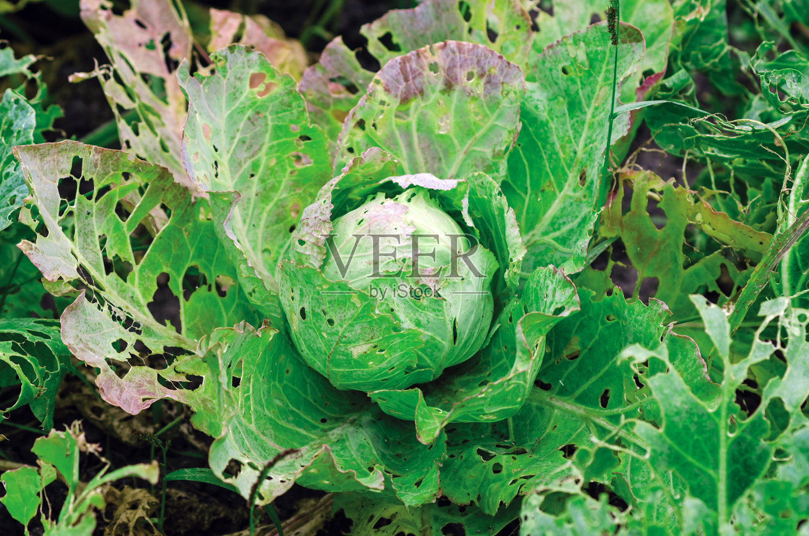 卷心菜的叶子被蛞蝓吃,寄生虫破坏了收成照片摄影图片