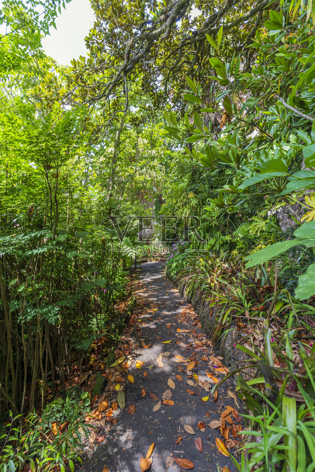 新西兰奥克兰一条漂亮的小路照片摄影图片