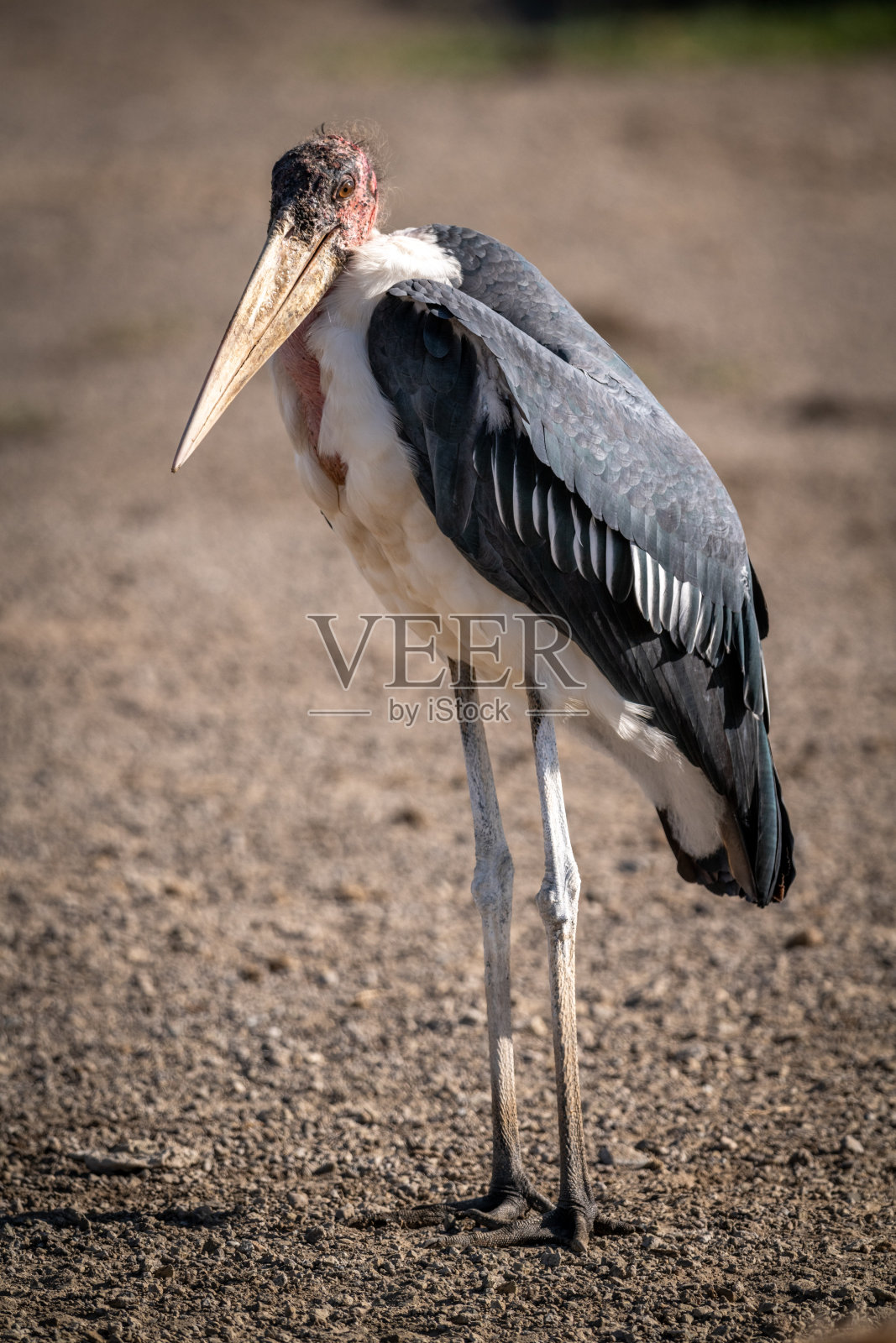 鹳鹳站在卵石上面对摄像机照片摄影图片