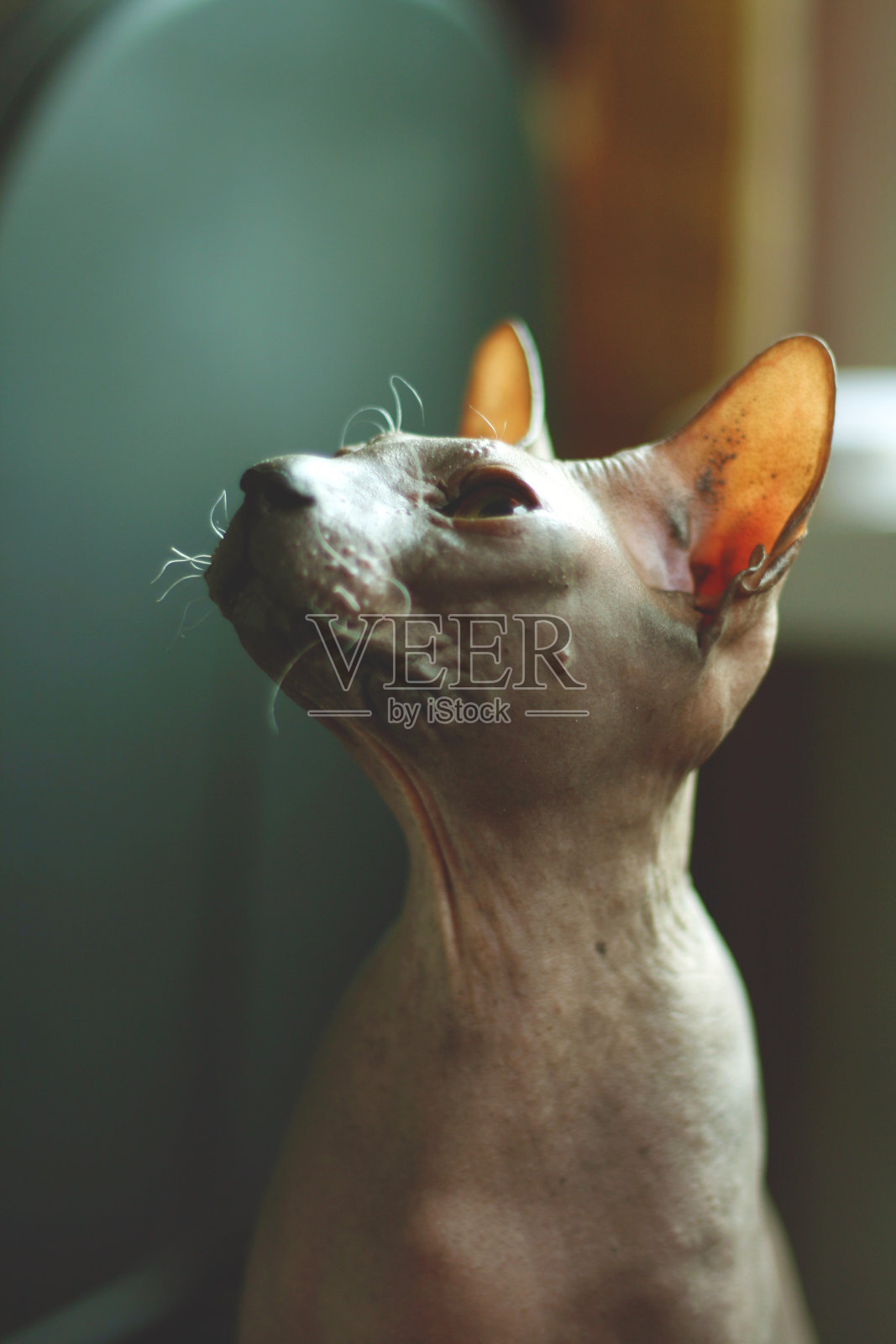 一只秃猫的肖像。唐斯芬克斯猫品种照片摄影图片