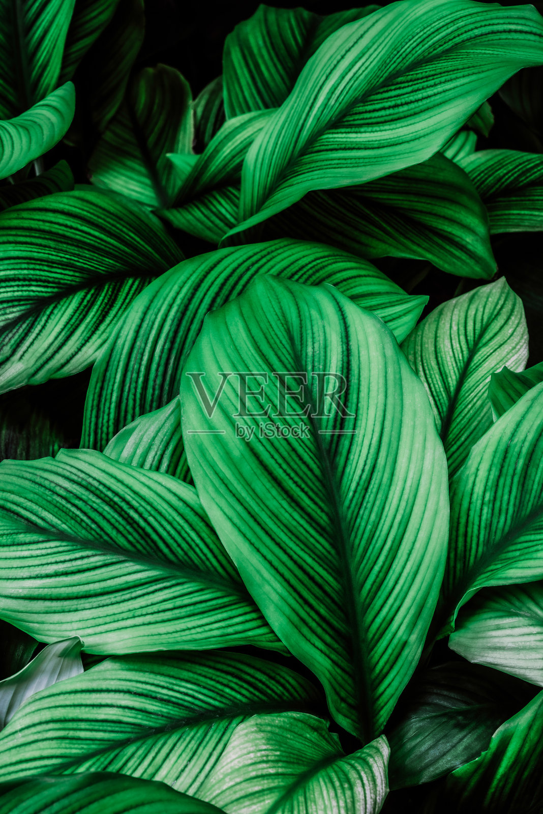 抽象绿叶纹理,自然背景,热带叶照片摄影图片