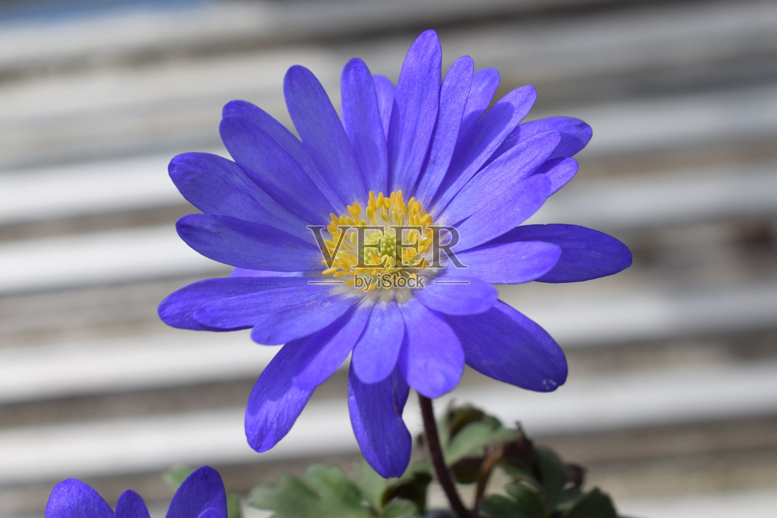 蓝银莲花照片摄影图片