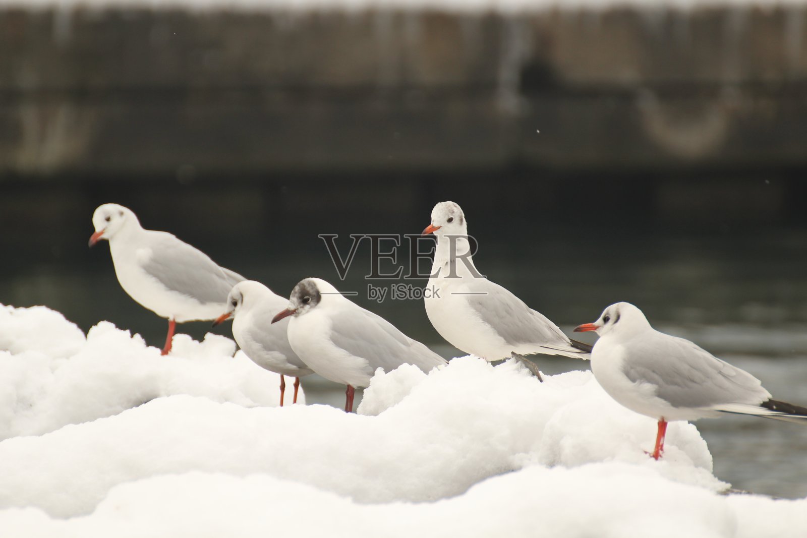 海鸥在一个下雪天,阴沉的日子照片摄影图片
