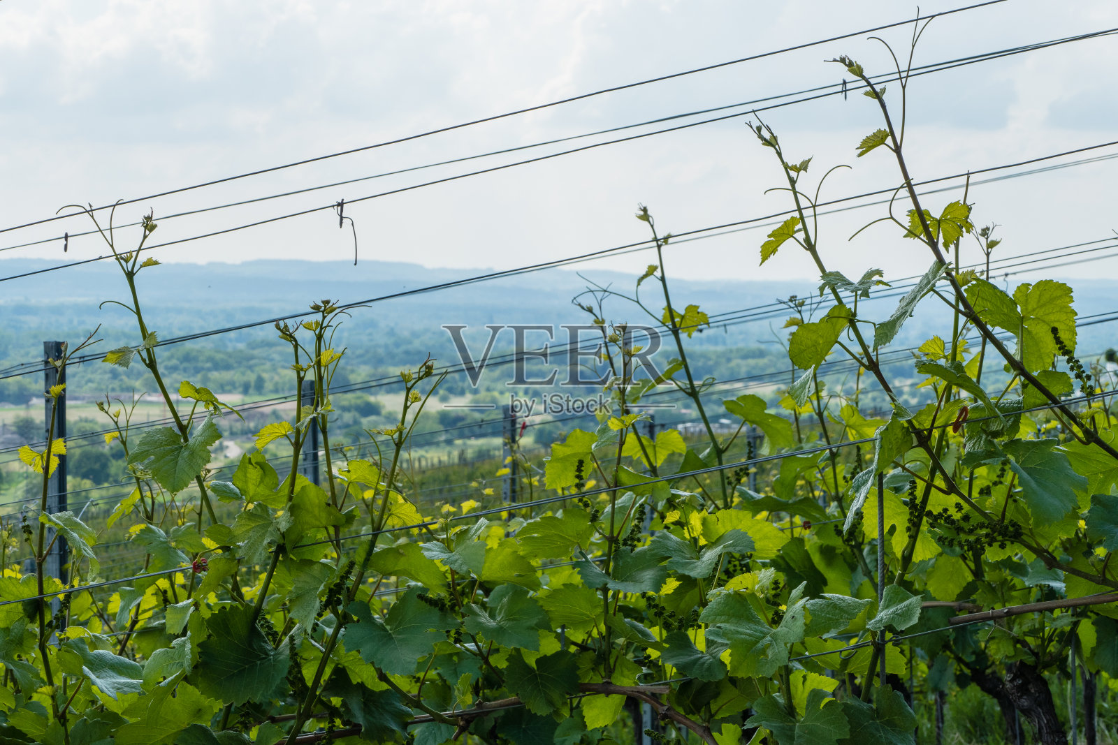 德国南部的葡萄园照片摄影图片
