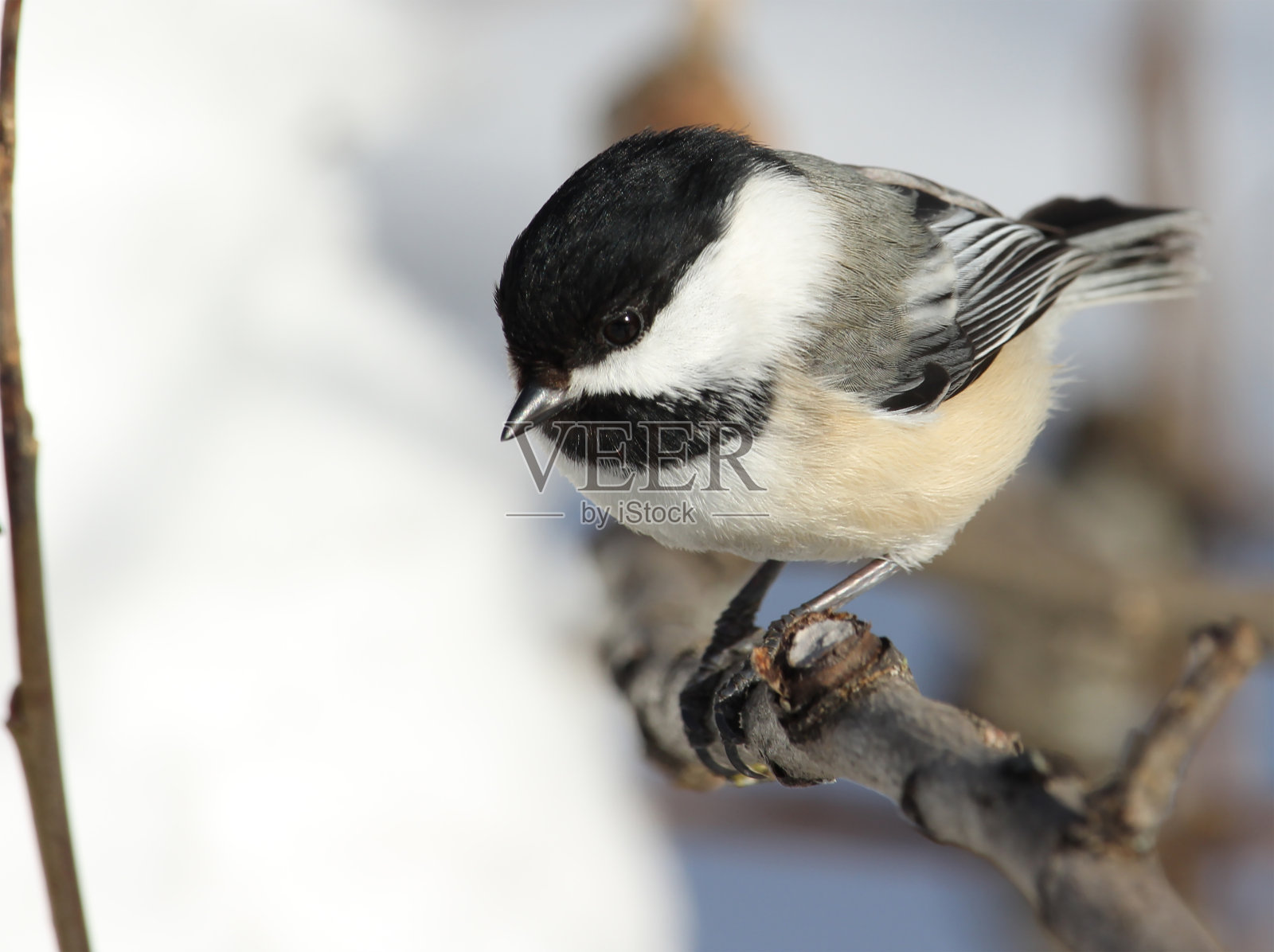 一个简单的鸟照片摄影图片
