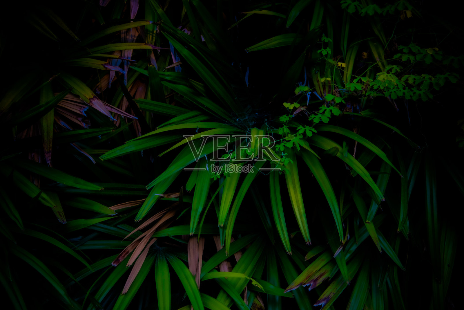 热带的叶子纹理背景,深绿色的叶子形状像微小的穗状物,深绿色,热带棕色的亚洲照片摄影图片