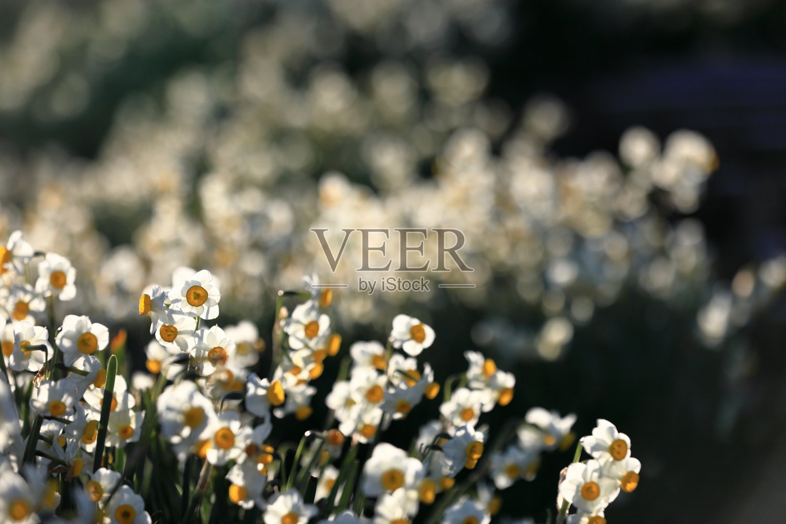 水仙山照片摄影图片