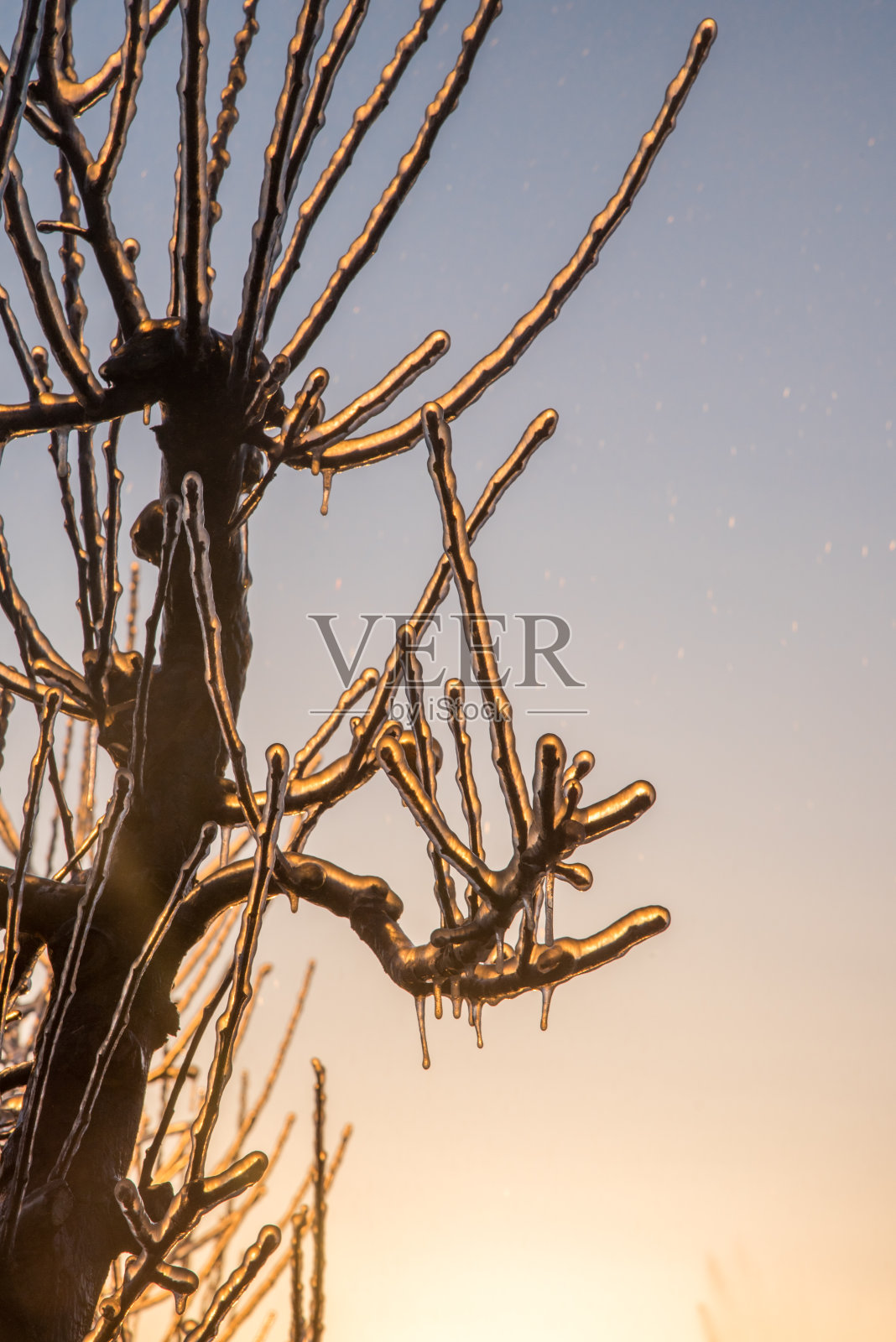夜间霜冻的苹果树照片摄影图片