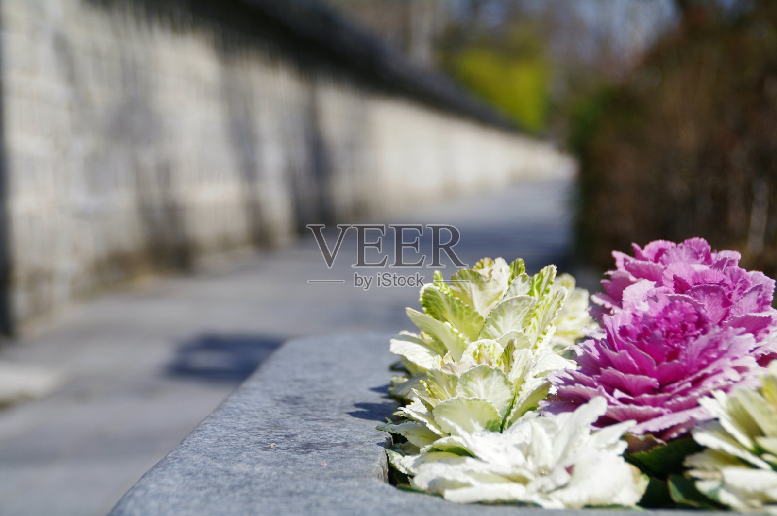 栽在树旁边的花又新鲜又漂亮。照片摄影图片