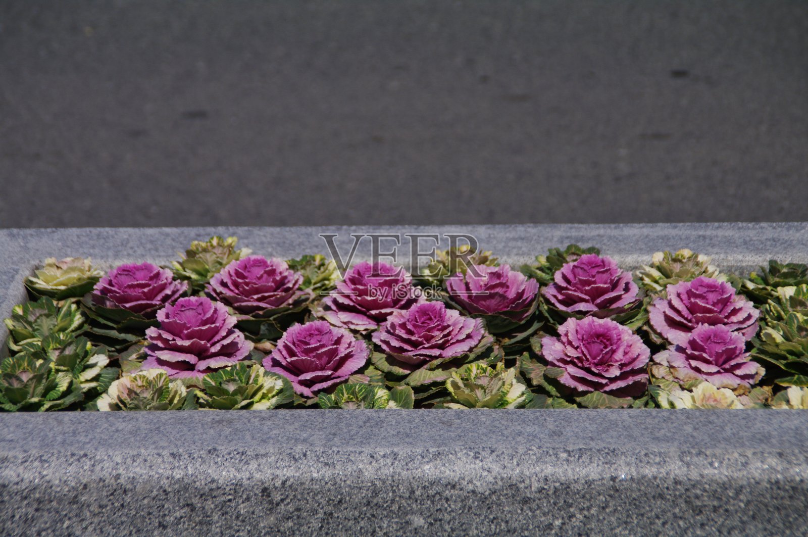 栽在树旁边的花又新鲜又漂亮。照片摄影图片