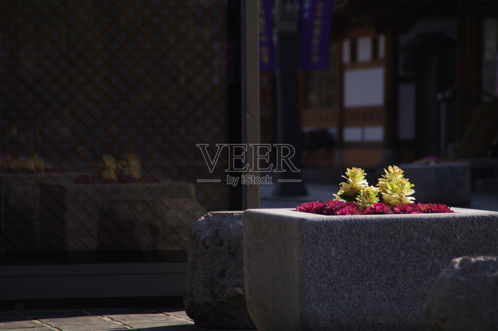 栽在树旁边的花又新鲜又漂亮。照片摄影图片