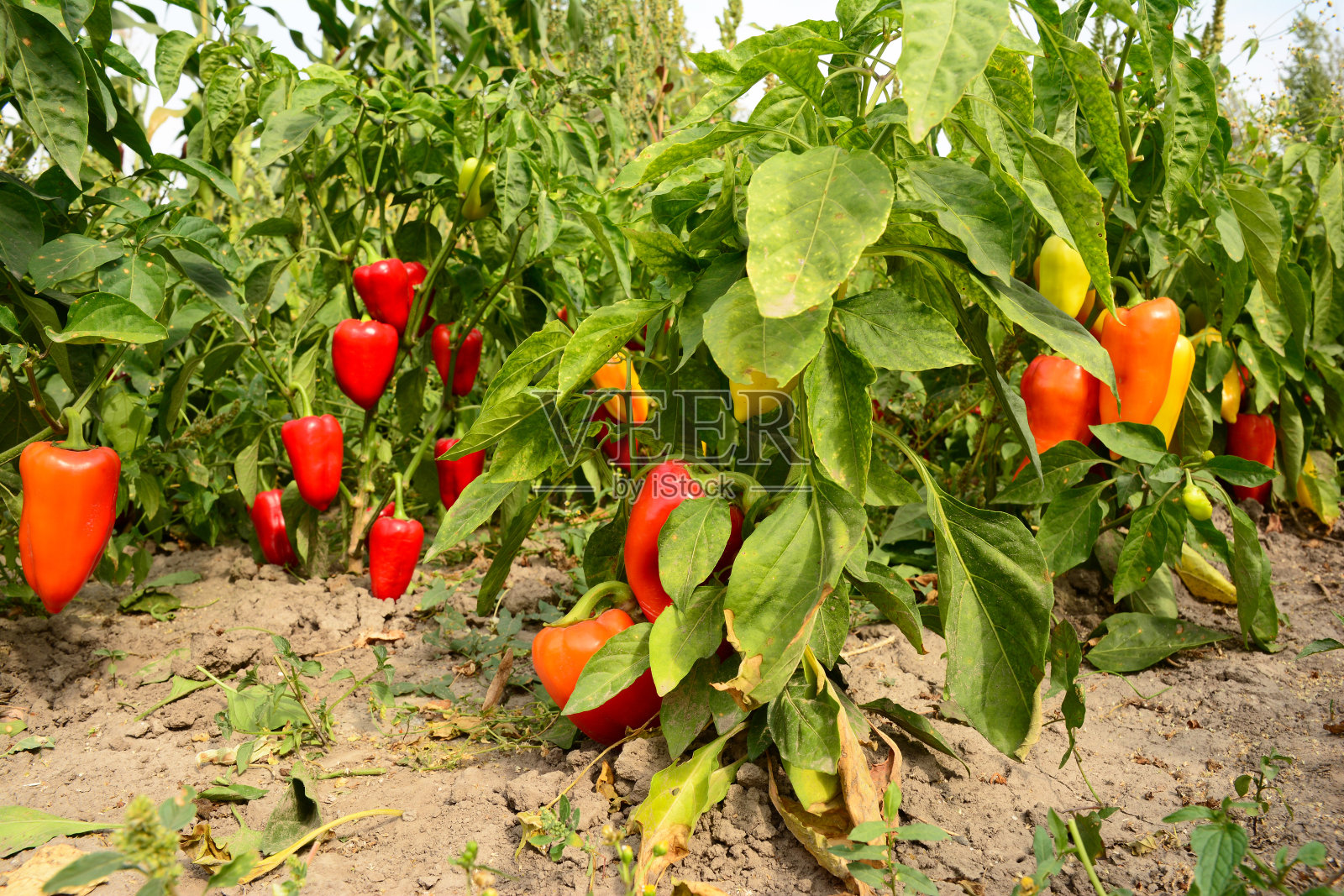 在花园里种植甜椒。种植,收获甜椒。照片摄影图片