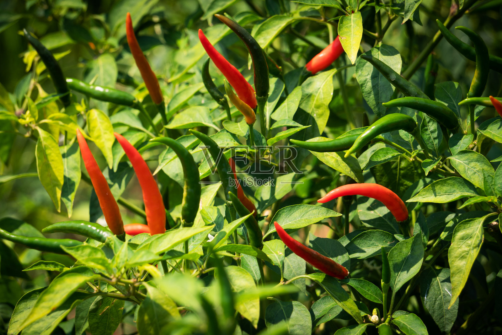 红辣椒在布什照片摄影图片