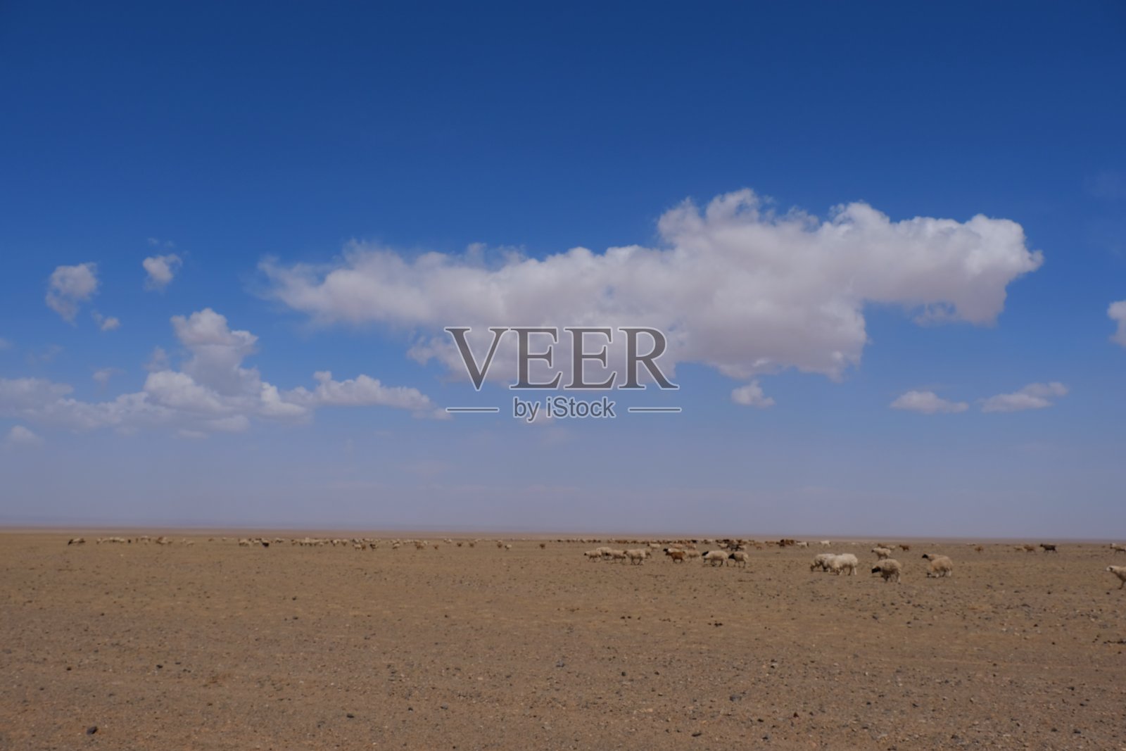 景观以戈壁沙漠为背景的蒙古蓝天,山羊和绵羊为背景照片摄影图片