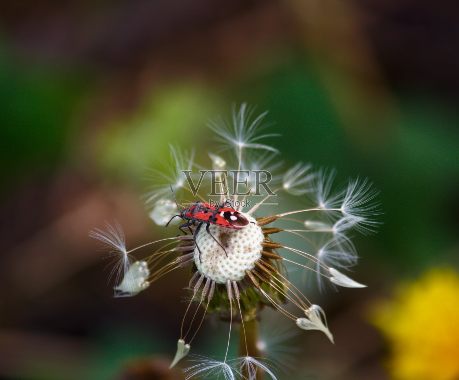 这是一只盾形昆虫(Pyrrhocoris apterus)在蒲公英植物上的照片照片摄影图片