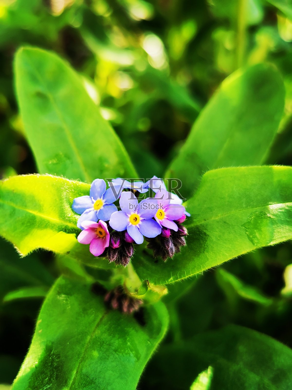 勿忘我照片摄影图片
