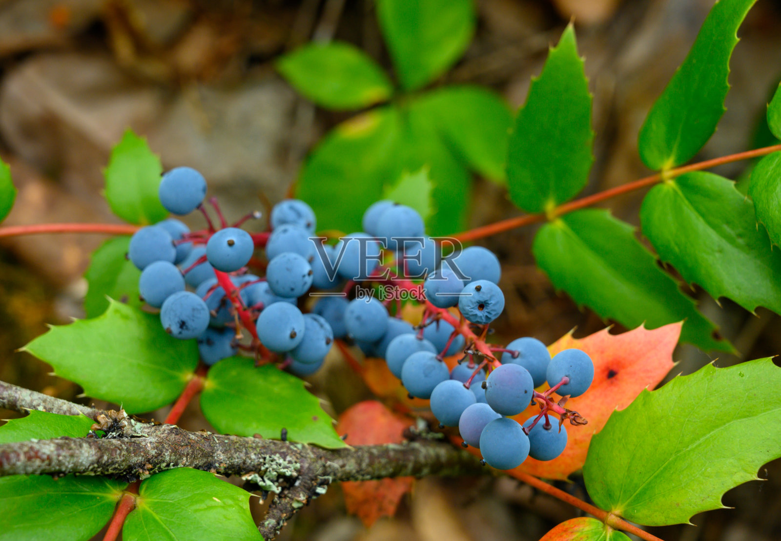 俄勒冈灌木上的葡萄照片摄影图片
