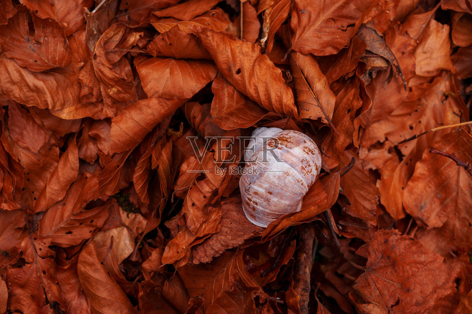 烟草树之间的蜗牛壳,干叶照片摄影图片
