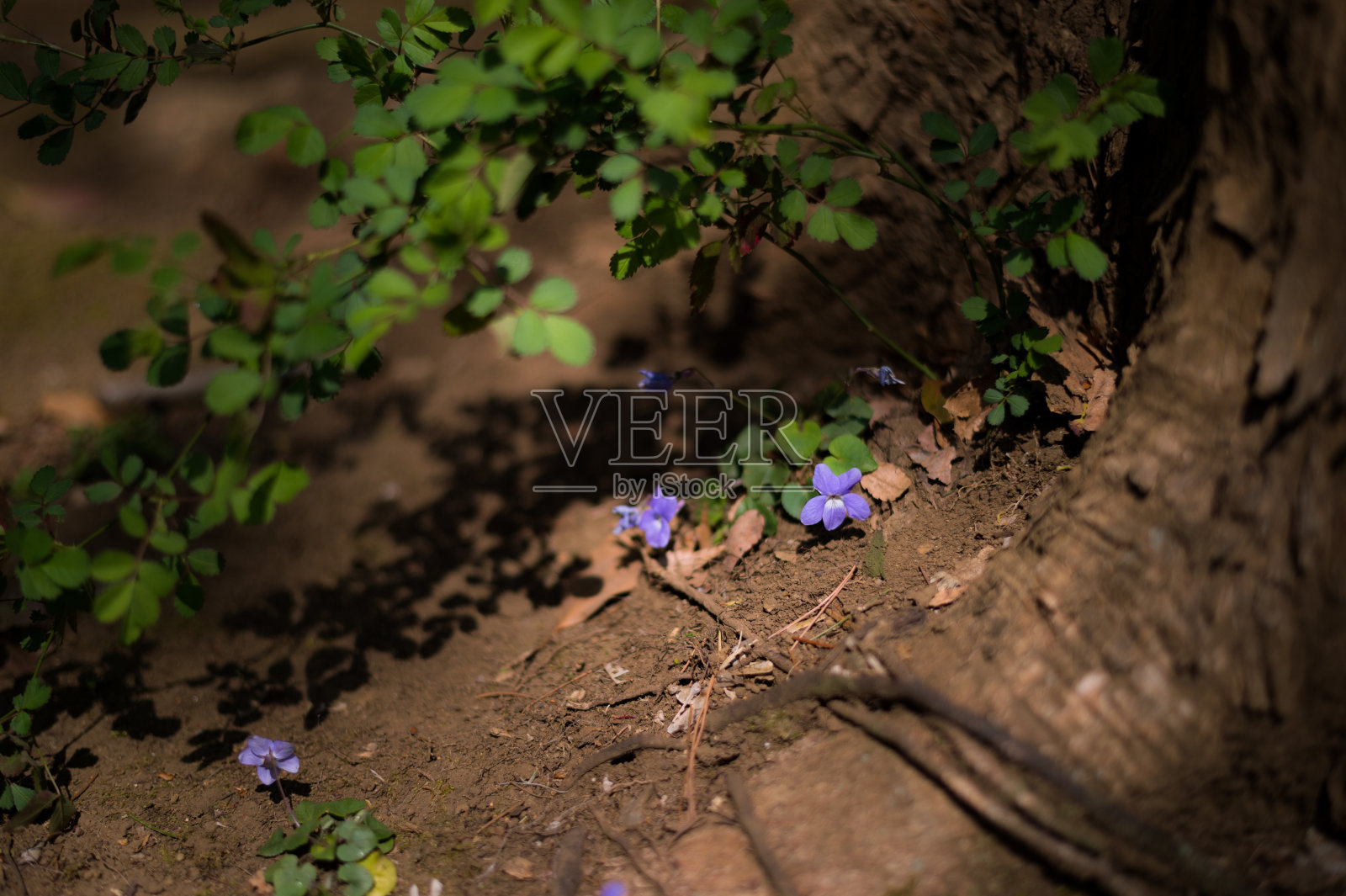 在树的底部开着紫色的小花照片摄影图片