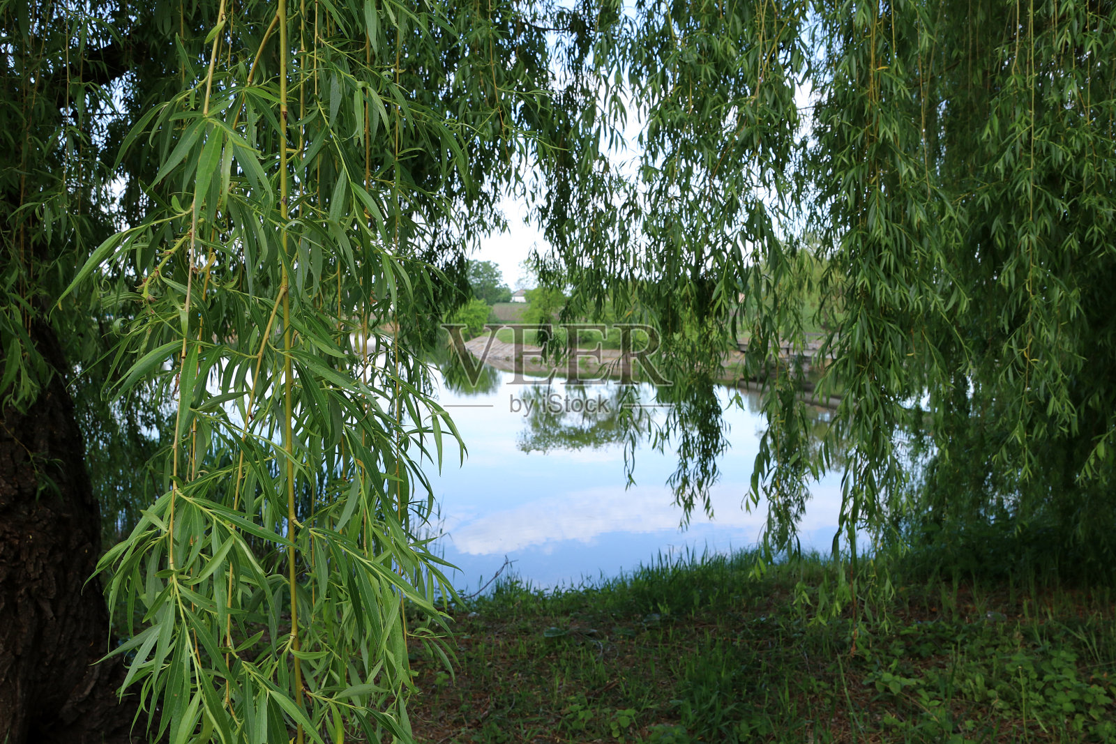 乌克兰第聂伯河岸边的一棵巨大的柳树照片摄影图片