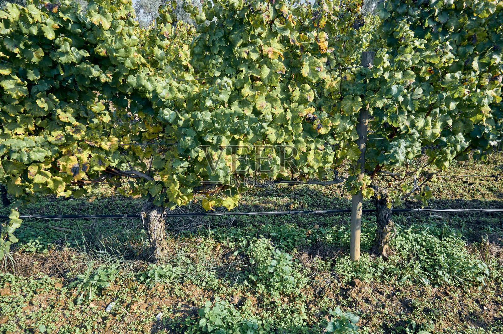 葡萄园在初秋收获后照片摄影图片