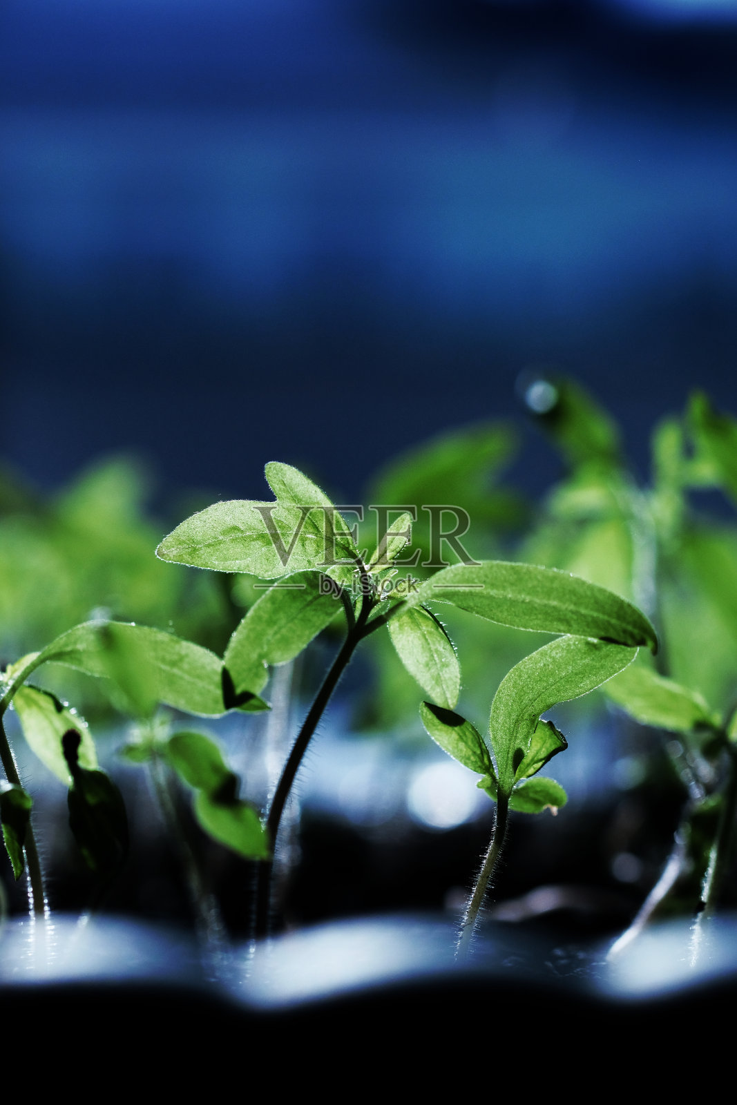 垂直照片美丽的年轻的西红柿芽特写照片摄影图片
