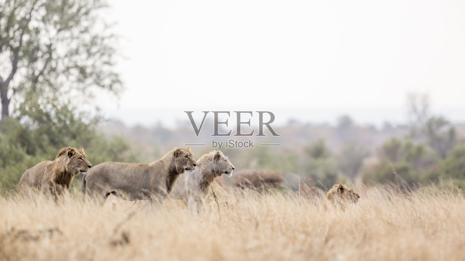 南非克鲁格国家公园里的非洲狮照片摄影图片