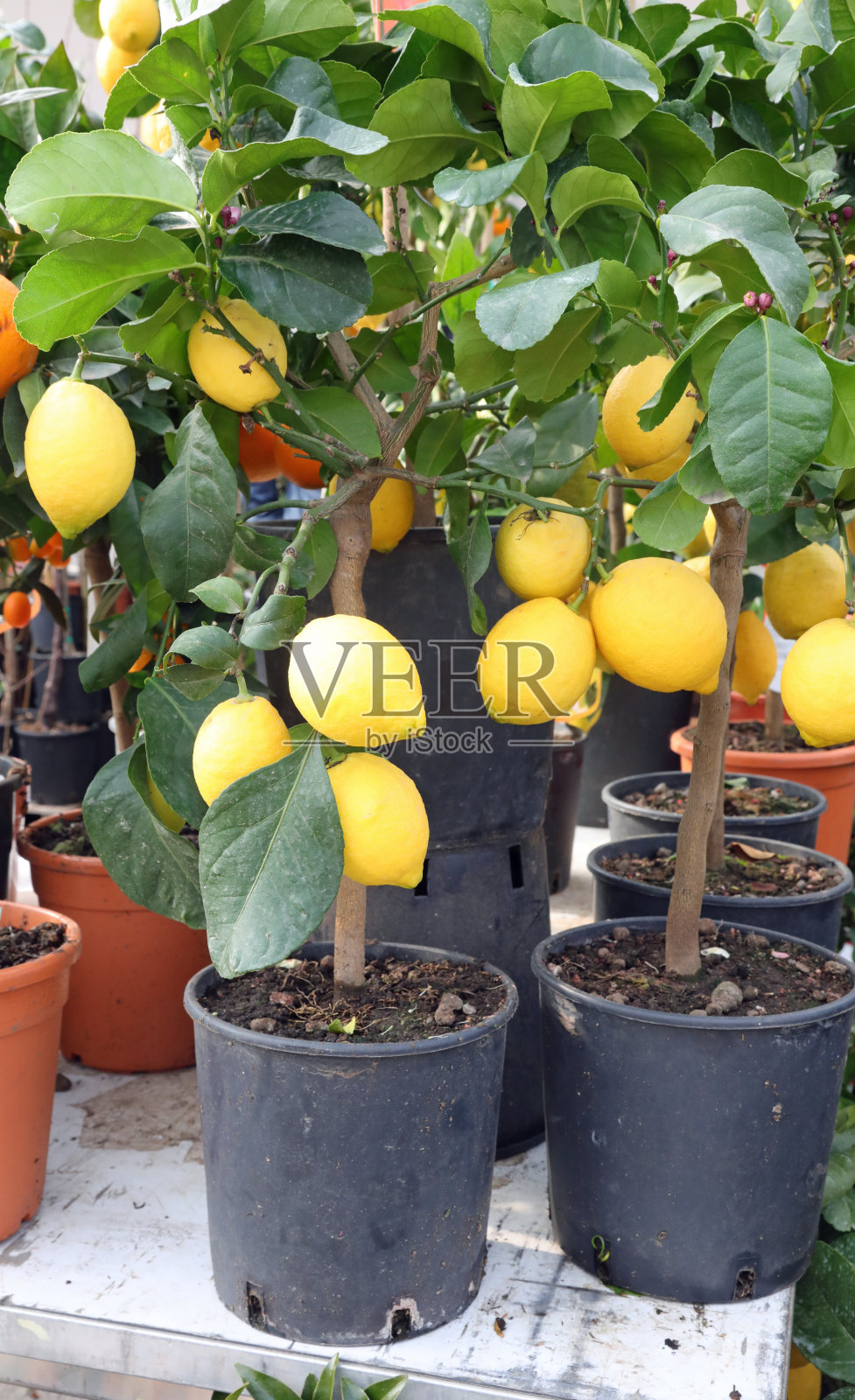 一盆盆的柠檬植物和成熟的黄色果实出售照片摄影图片