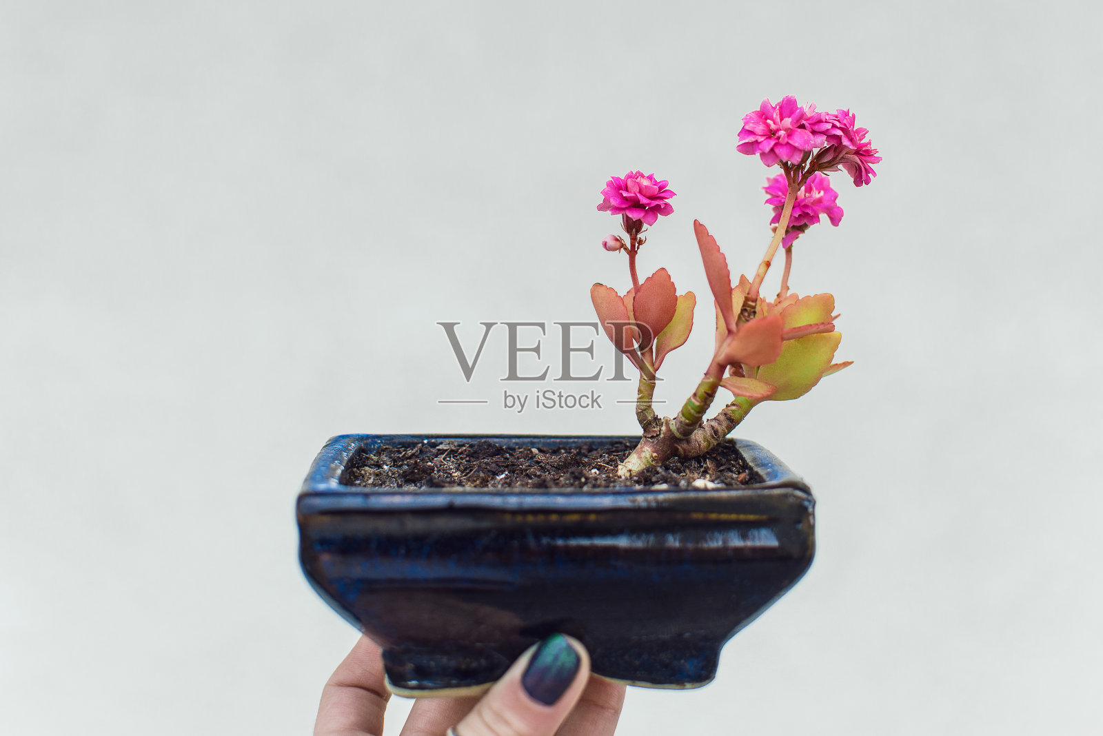kalanche Blossfeldiana | Bonsai Pot |圣诞kalanche照片摄影图片