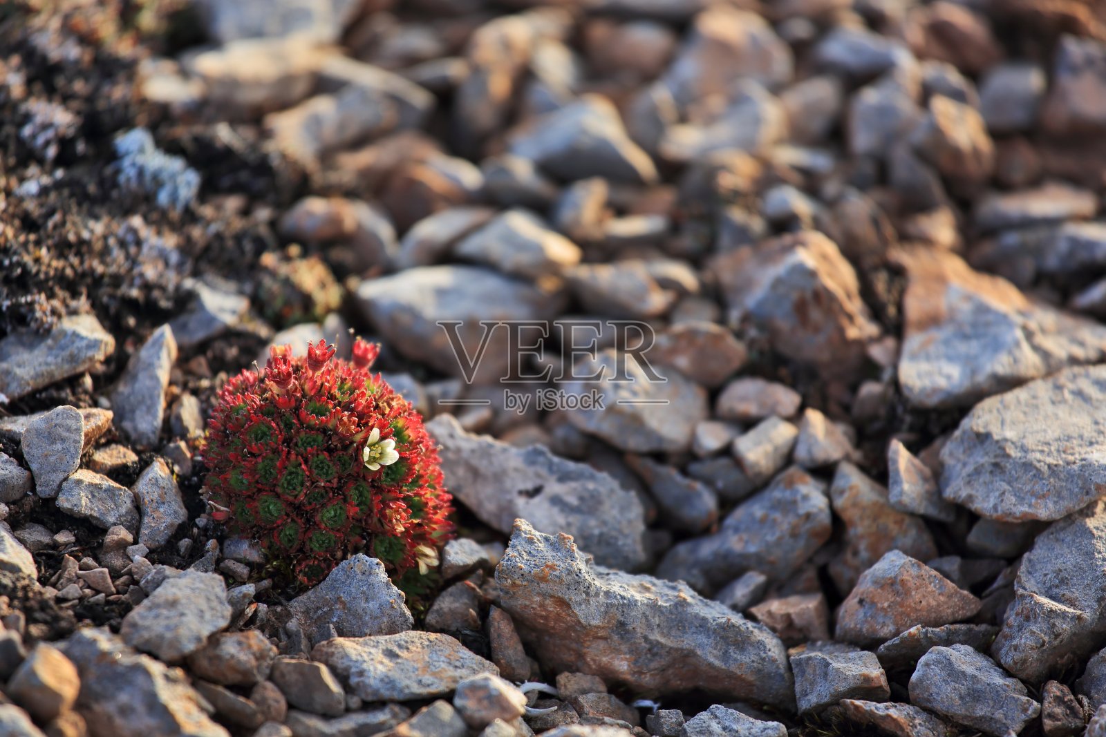 北极花照片摄影图片